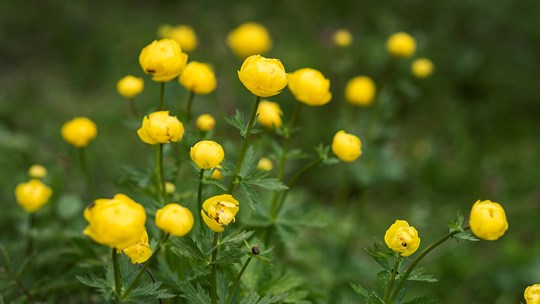 engblommen lever stadig